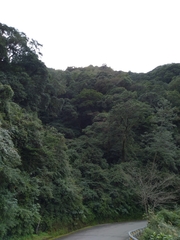 Ictinaetus malaiensis