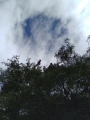 Ictinaetus malaiensis