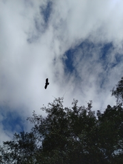 Ictinaetus malaiensis