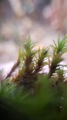 Orthotrichum papillosum