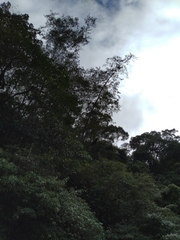 Ictinaetus malaiensis