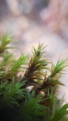 Orthotrichum papillosum