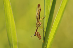 Paramantispa prolixa