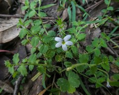 Lobelia pedunculata