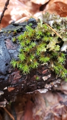 Orthotrichum papillosum