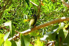 Psilopogon haemacephalus