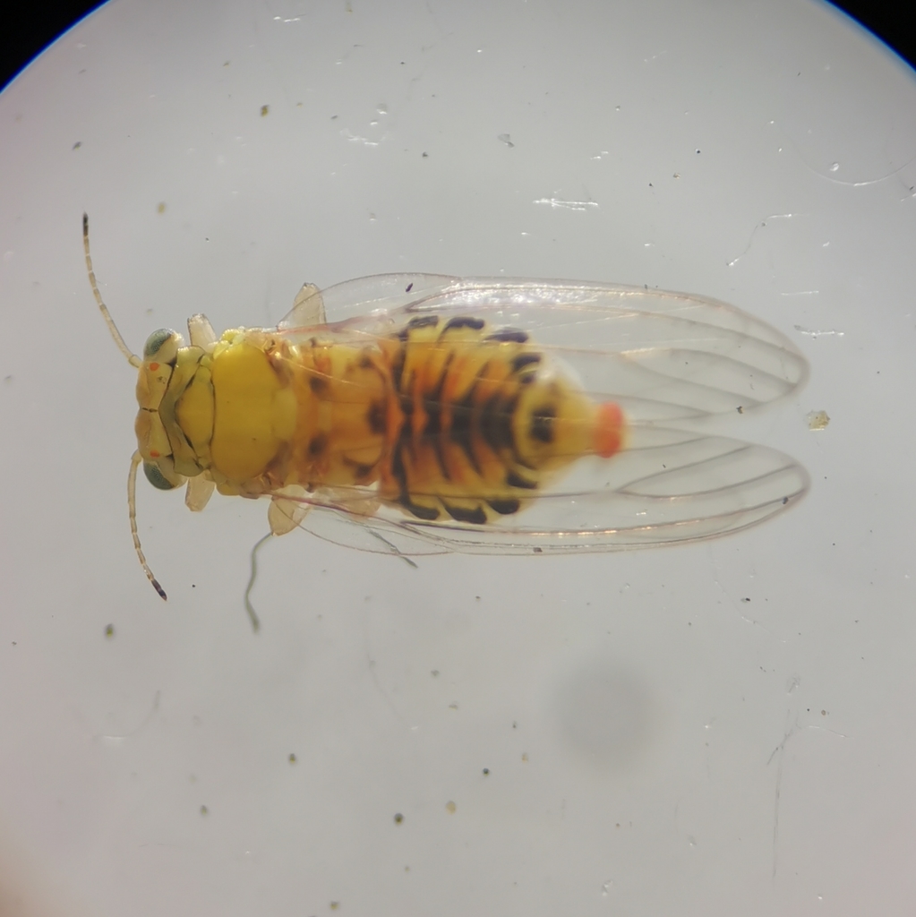 Agelaeopsylla