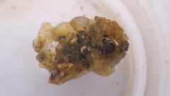Glossosomatidae