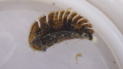 Ectopria nervosa