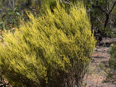 Choretrum glomeratum chrysanthum