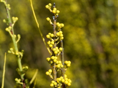 Choretrum glomeratum chrysanthum