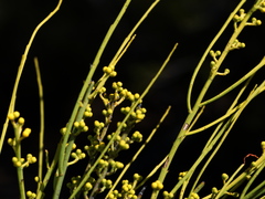 Choretrum glomeratum chrysanthum