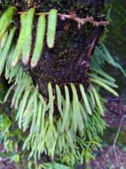 Pyrrosia linearifolia