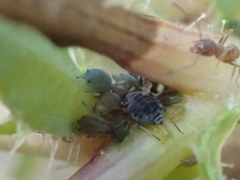 Acyrthosiphon lactucae