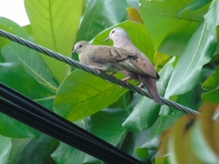 Columbina talpacoti