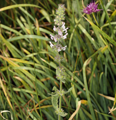 Stachys rigida rigida