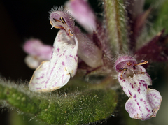 Stachys rigida rigida