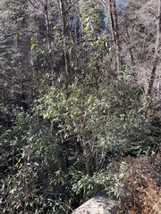 Frangula californica ursina