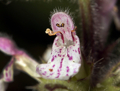 Stachys rigida rigida