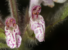 Stachys rigida rigida
