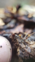 Chloroscypha alutipes