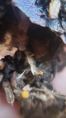 Chloroscypha alutipes