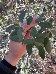 Frangula californica ursina