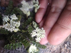 Anisotome