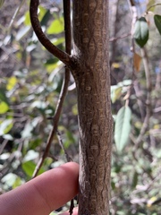 Frangula californica ursina