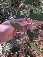 Frangula californica ursina