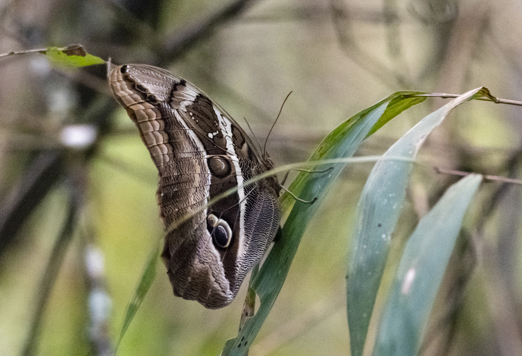 Eryphanis zolvizora