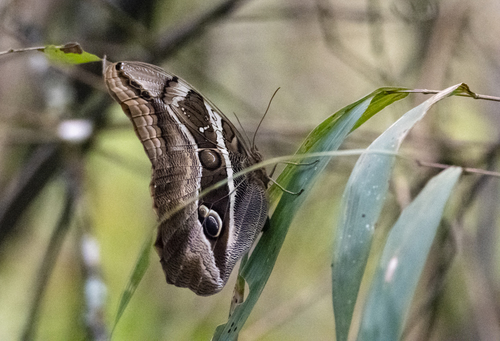 Eryphanis zolvizora