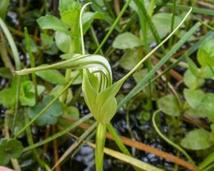 Pterostylis falcata