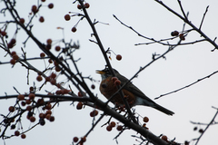Turdus migratorius migratorius