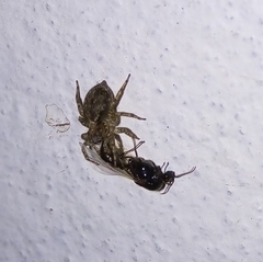 Saitis variegatus