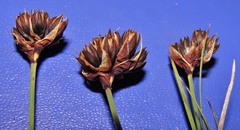 Juncus falcatus sitchensis