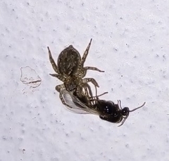 Saitis variegatus