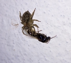 Saitis variegatus