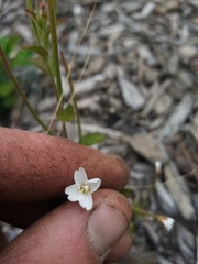 Epilobium pubens