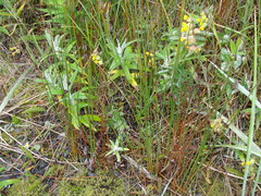 Juncus haenkei