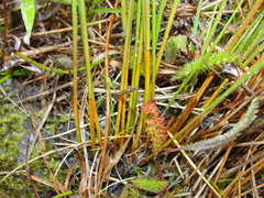 Juncus haenkei