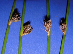 Juncus haenkei