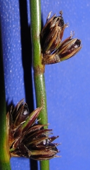 Juncus haenkei