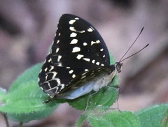Lexias
