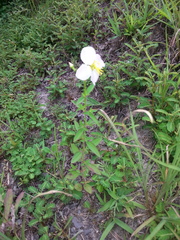 Rhexia mariana mariana