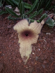 Stapelia gigantea