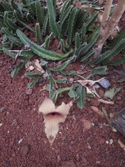 Stapelia gigantea