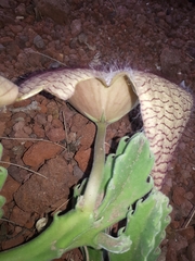 Stapelia gigantea