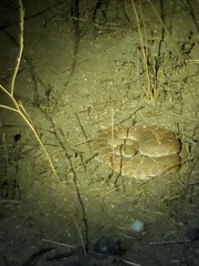 Crotalus ruber