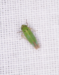 Cicadellidae